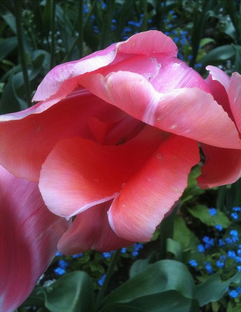 闷热的郁金香图片下载