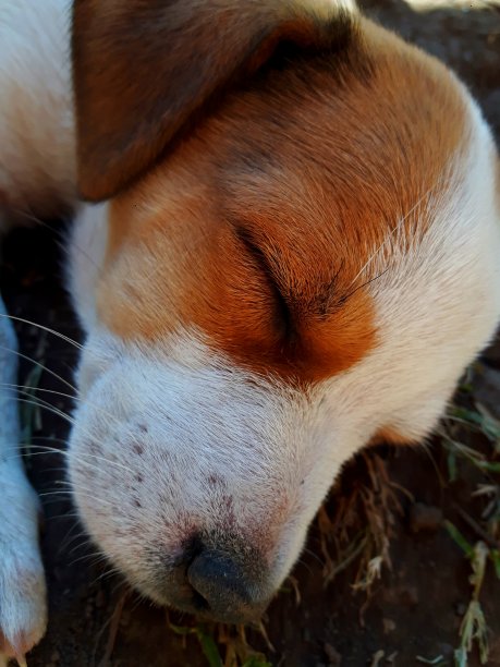在地上睡觉的小狗图片下载