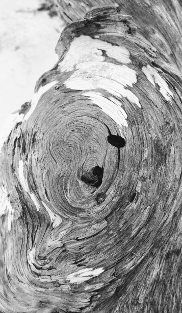 棘手的浮木图片下载