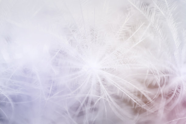 宏图白色花纹仙人掌与彩色的背景图片下载