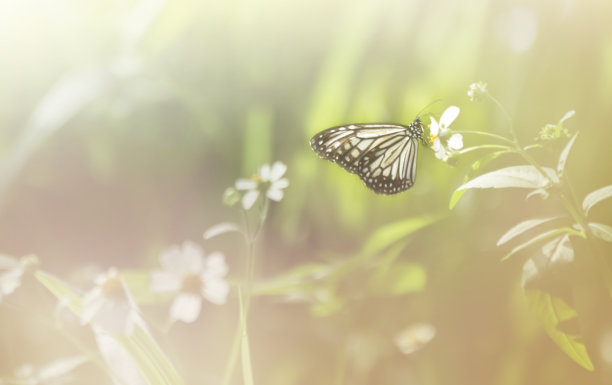 草花上的黑白蝴蝶图片下载