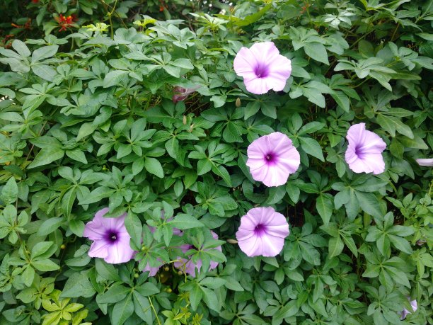 古尔冈公园的鲜花图片下载