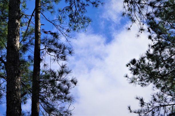 树和天空图片下载