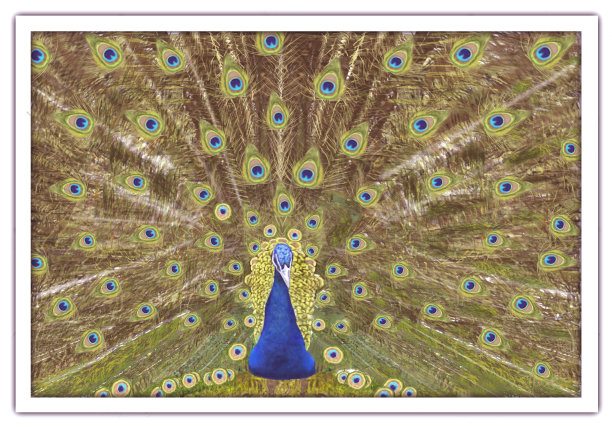 孔雀图片下载