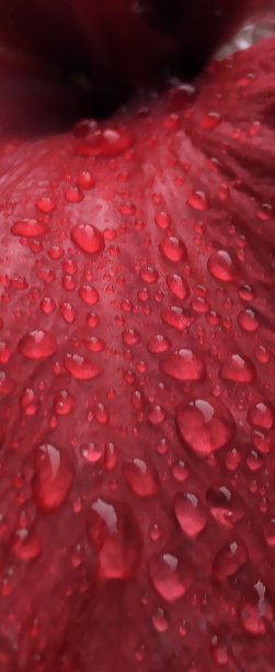 雨天的花图片下载