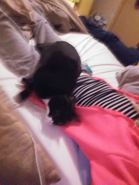 快乐的猫图片下载