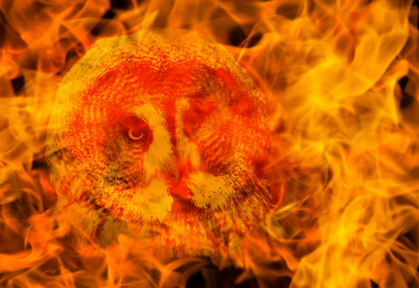 火背景模糊。鸟在危险的概念图片下载