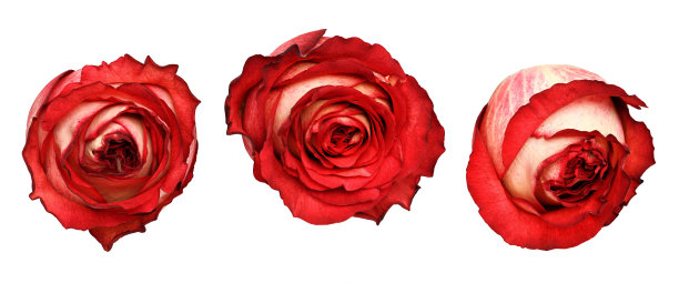 一组红玫瑰花图片下载