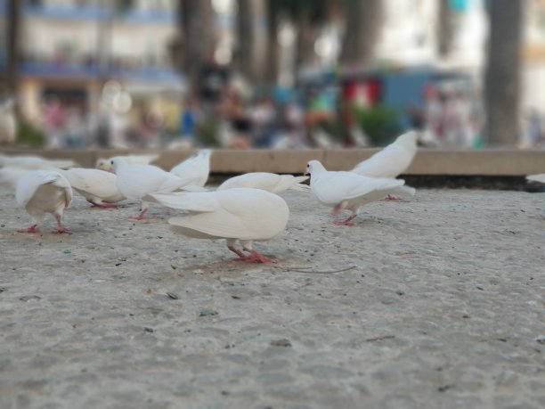 鸽子吃图片下载