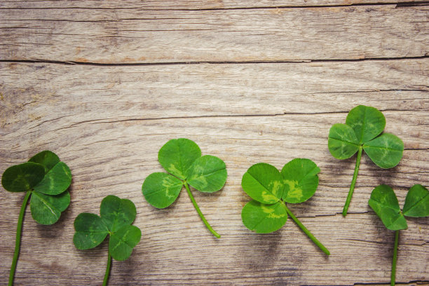 苜蓿叶。圣帕特里克节快乐。有选择性的重点。图片下载