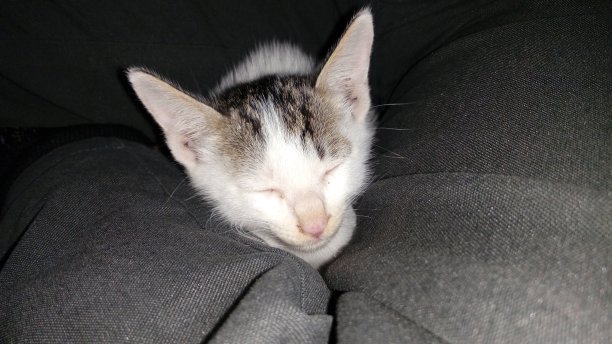 我的小猫叫凯蒂图片下载