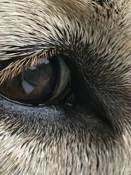 拉布拉多眼图片下载