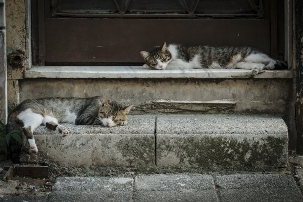 两只流浪猫在楼梯上休息图片下载