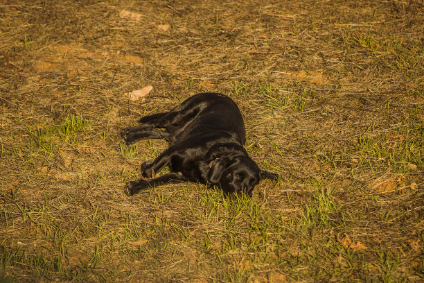 狗累了休息图片下载