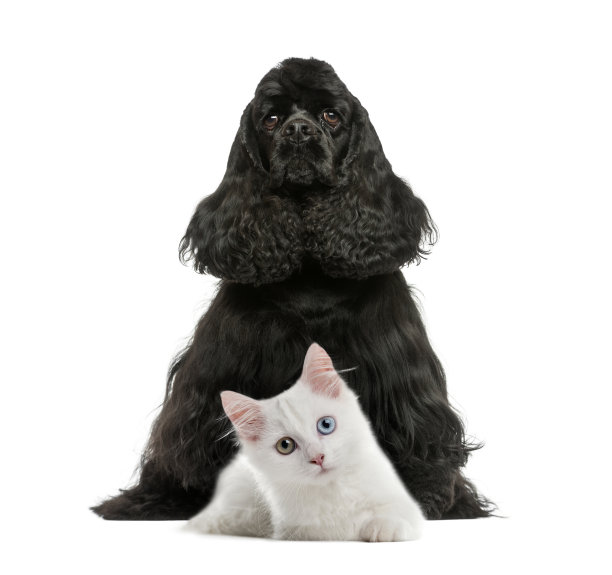 英国可卡犬坐着，白色小猫，白色背景图片下载