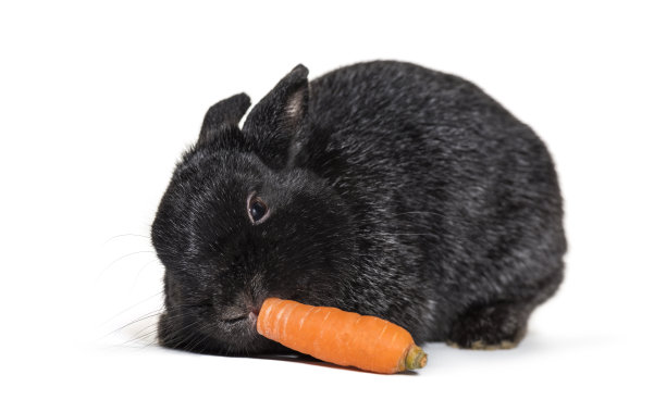 侏儒兔，白色背景图片下载