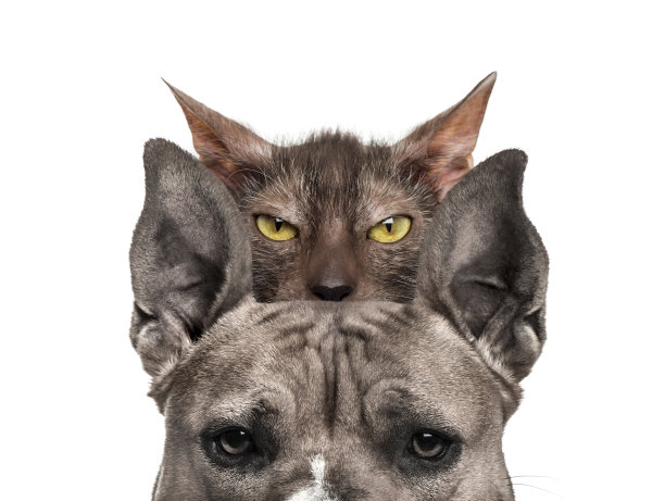 美国獒犬，后面是Lykoi猫，前面是白色背景图片下载