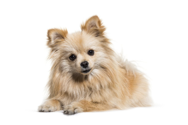 斯皮茨，1岁，在白色背景下图片下载