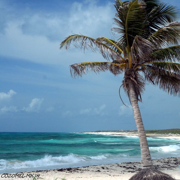 加勒比海的微风图片下载