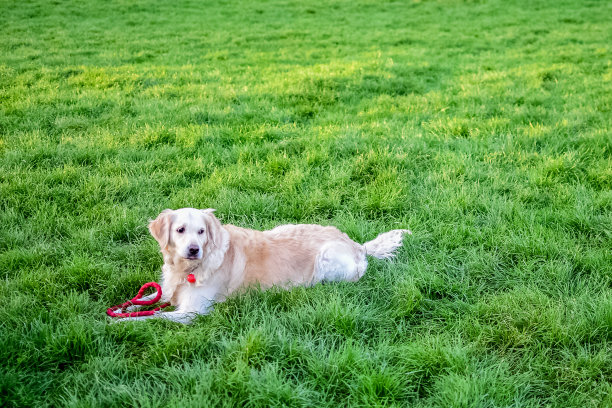 狗在公园的草地上图片下载