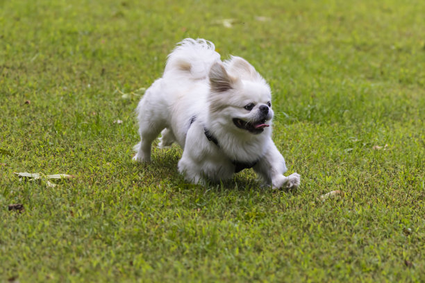 白色的小哈巴狗在草地上玩耍图片下载