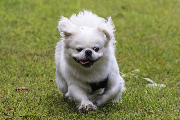 白色的小哈巴狗在草地上玩耍图片下载