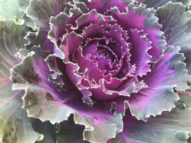 秋收观赏卷心菜图片下载