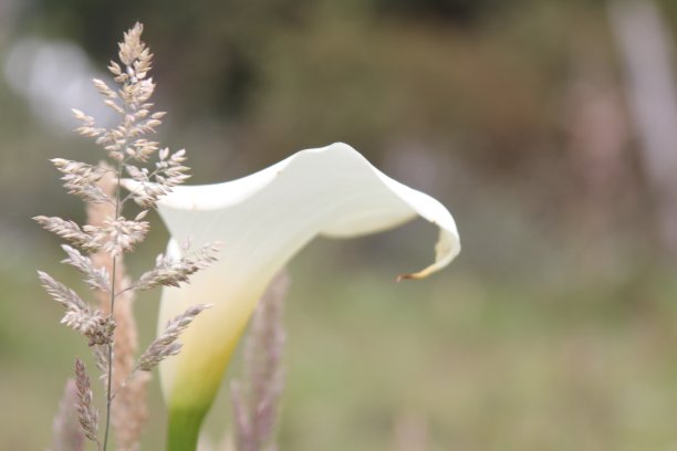 厄瓜多尔的花卉图片下载