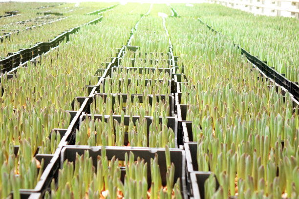 农业大棚春季育苗图片下载