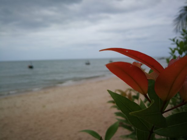 红叶与海图片下载