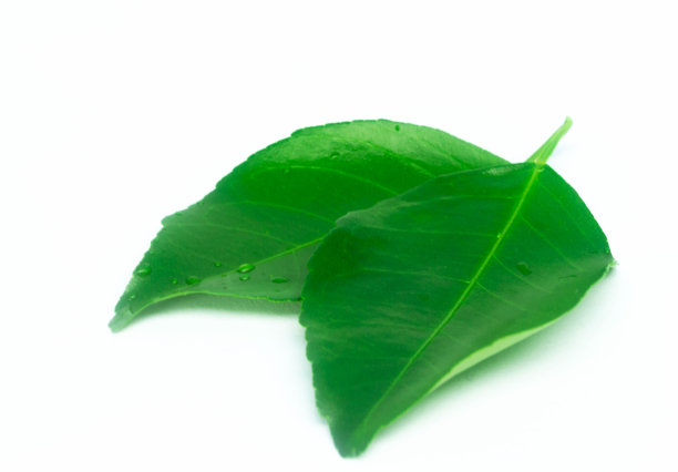 柠檬叶孤立在白色背景上图片下载