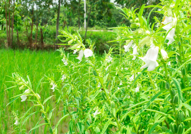 花园里的树上有芝麻花和种子图片下载