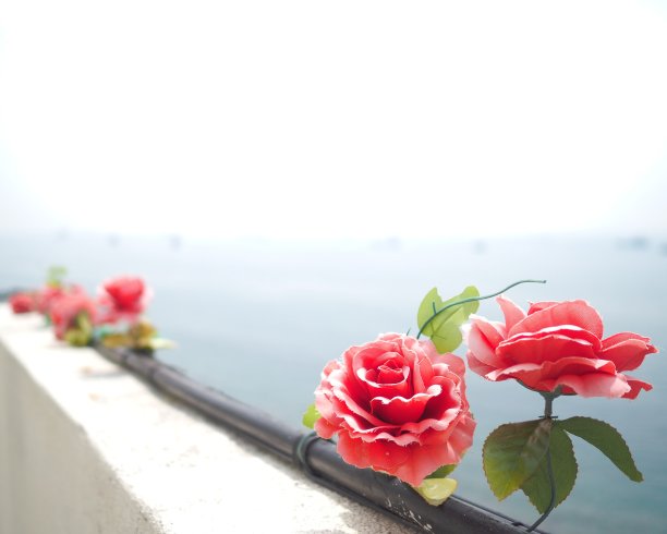 海洋玫瑰图片下载