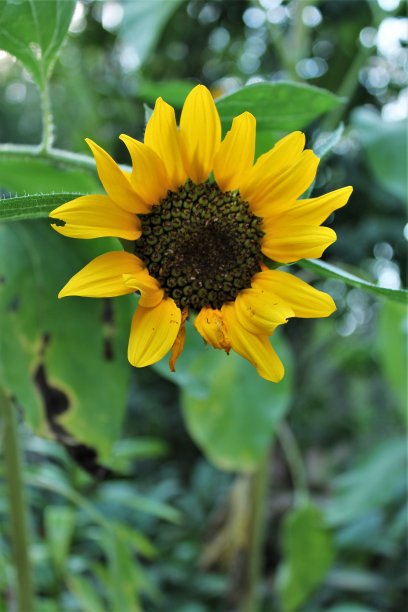 向日葵在花园图片下载