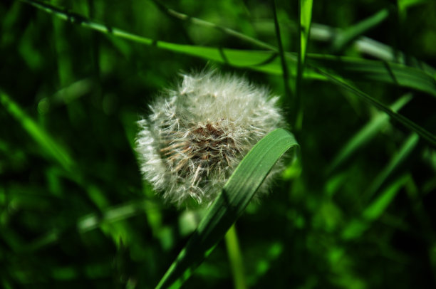 蒲公英在自然界中图片下载