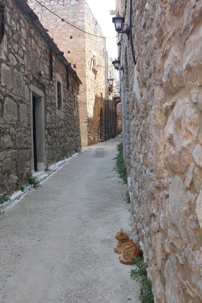 街上的猫图片下载