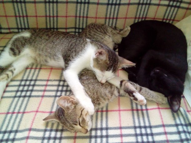 沉睡的猫科动物图片下载