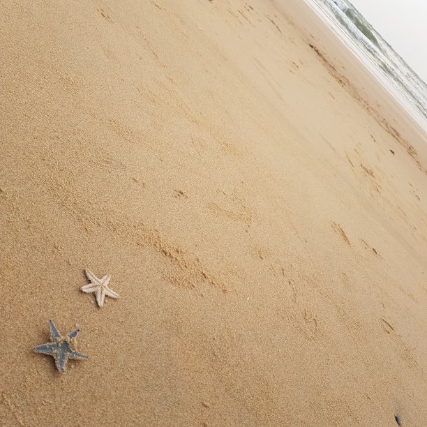 在岸上图片下载