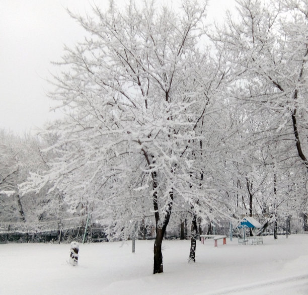 雪中的树图片下载