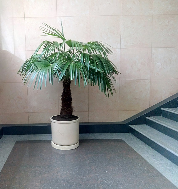 办公室装饰花图片下载