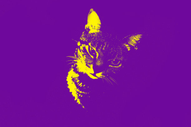 猫的肖像。图片下载