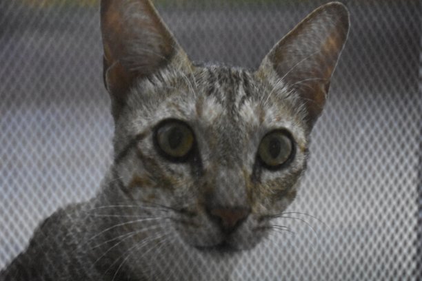 猫的特写镜头图片下载