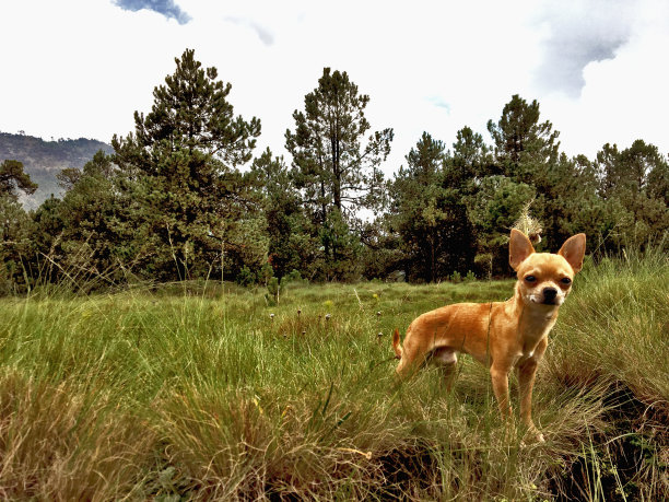 森林里的吉娃娃狗图片下载