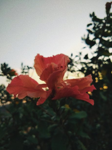 早晨的花图片下载