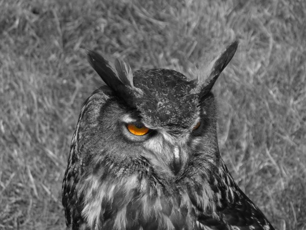 猫头鹰眼的图片下载