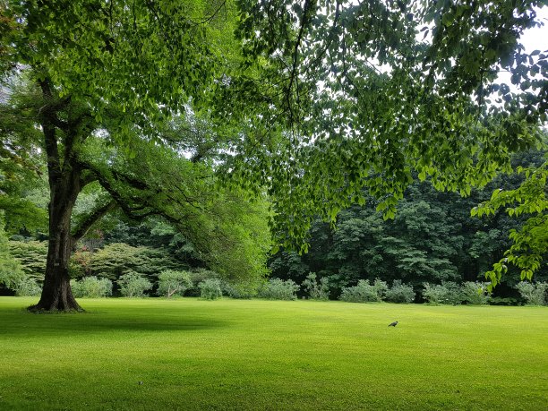 绿色公园图片下载