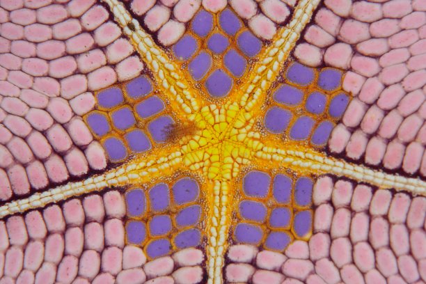 兰贝海峡的紫星图片下载