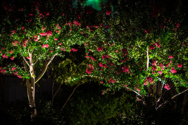 树在晚上图片下载