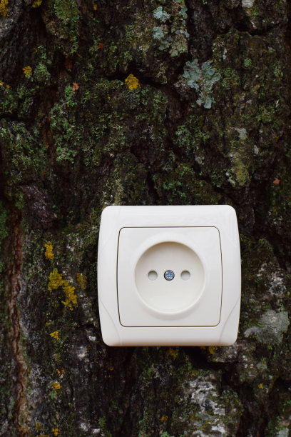 白桦树皮上的白色插座图片下载