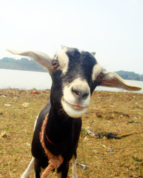 田野里一只微笑的山羊图片下载